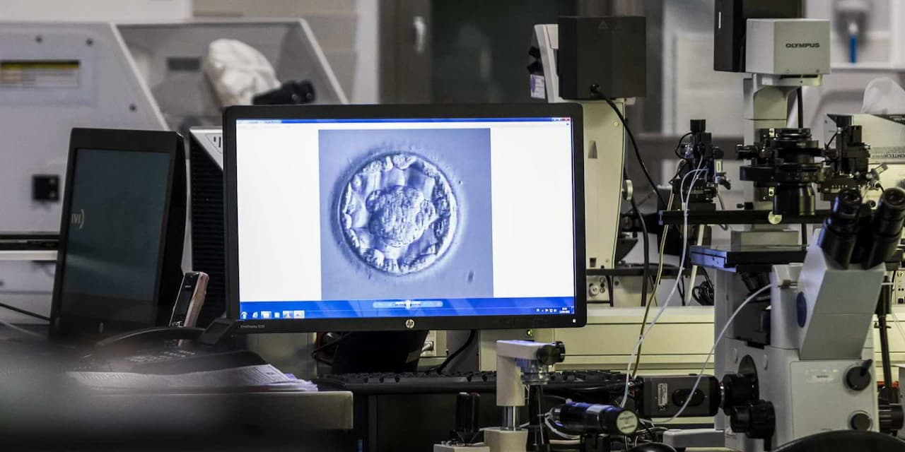 embryo transfer to increase success