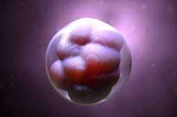 Understanding what makes a healthy embryo