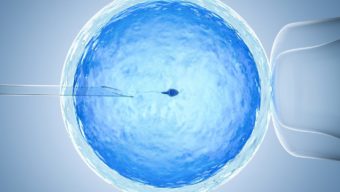 Differences between in vitro fertilisation (IVF) and intrauterine insemination (IUI)