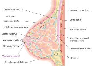 Breast structure illustration showing Montgomery gland and areola