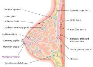 Why Do Some Women Have Large Areolas