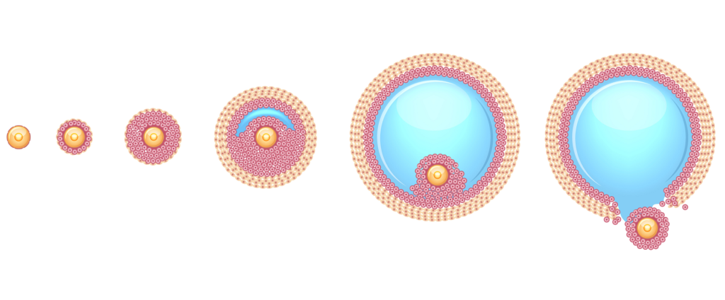 What are ovarian follicles?