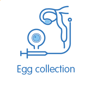 Egg collection