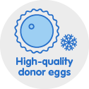 High quality donor eggs