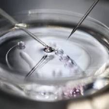 IVF or ICSI