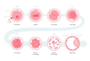 Graph showing embryonic development stages.
