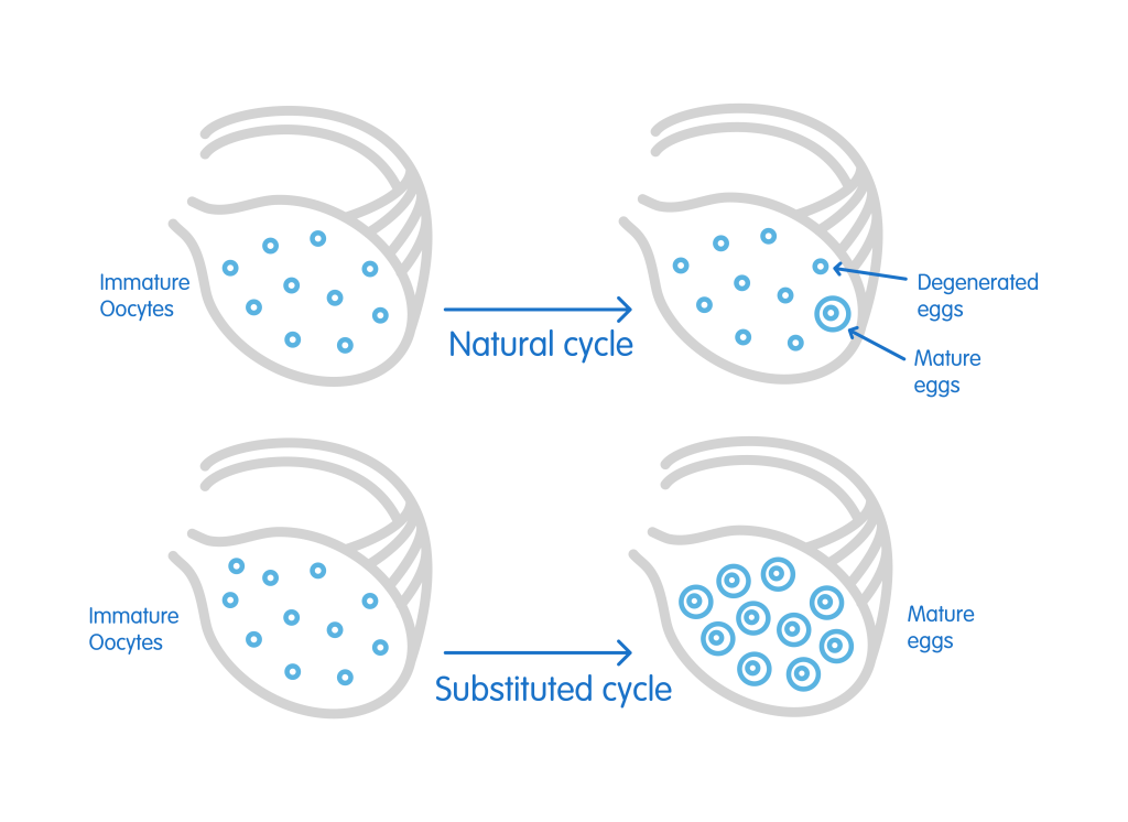 IVF ovarian stimulation