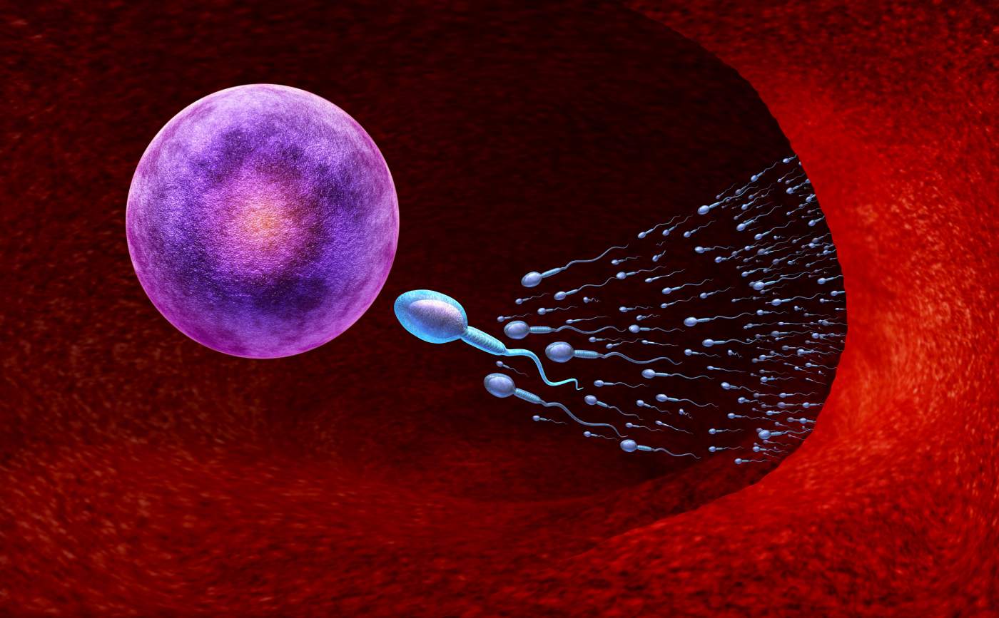 Increase sperm count Increase sperm count